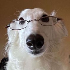 dog with glasses